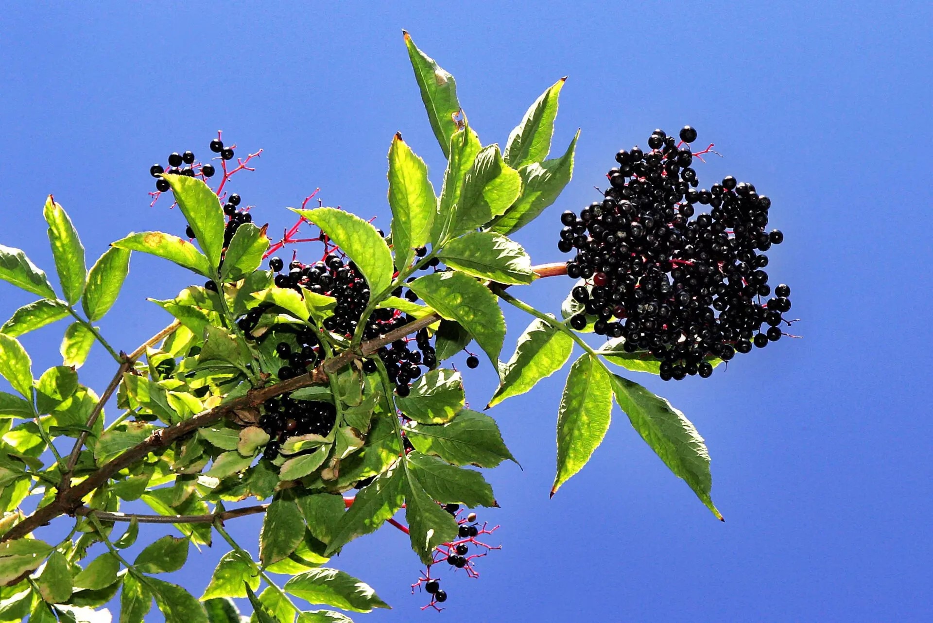 piante-per-rinforzare-sistema-immunitario
